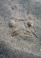   Sandy smile stargazer. stargazer  
